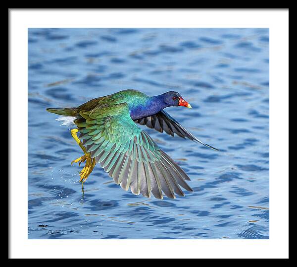 Jewel Wing - Framed Print