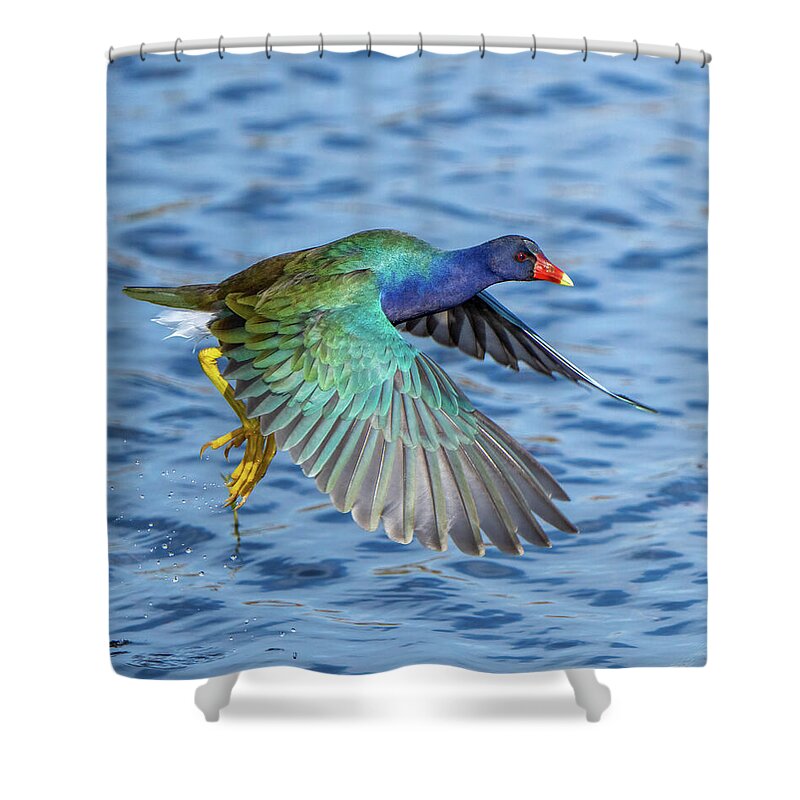 Jewel Wing - Shower Curtain