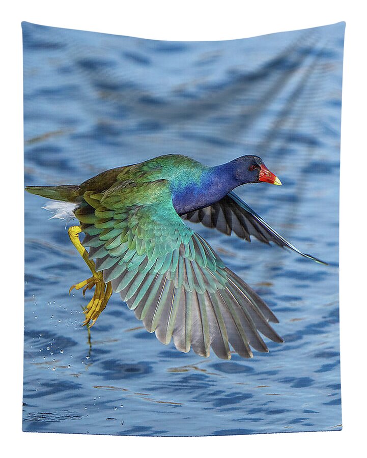 Jewel Wing - Tapestry