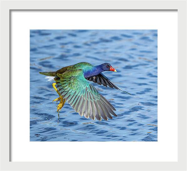 Jewel Wing - Framed Print