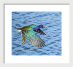 Jewel Wing - Framed Print