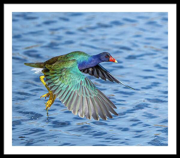 Jewel Wing - Framed Print