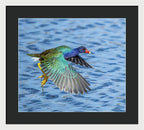 Jewel Wing - Framed Print