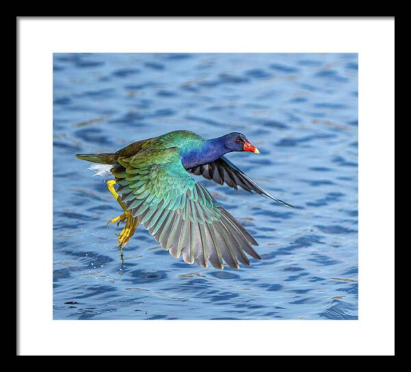 Jewel Wing - Framed Print