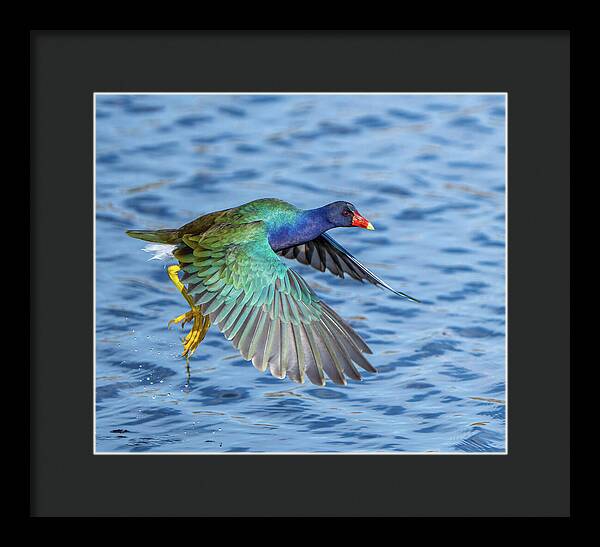 Jewel Wing - Framed Print