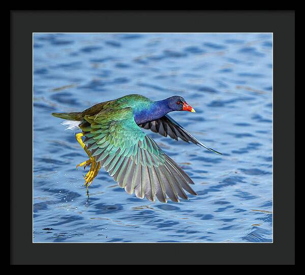 Jewel Wing - Framed Print