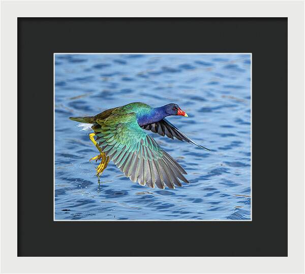 Jewel Wing - Framed Print