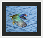 Jewel Wing - Framed Print