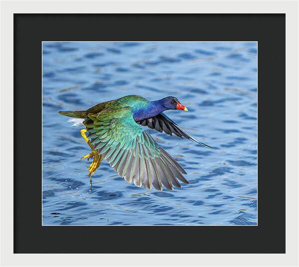Jewel Wing - Framed Print