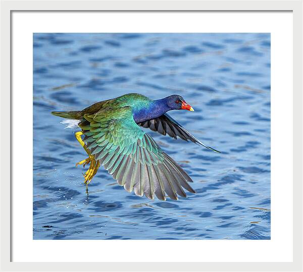 Jewel Wing - Framed Print