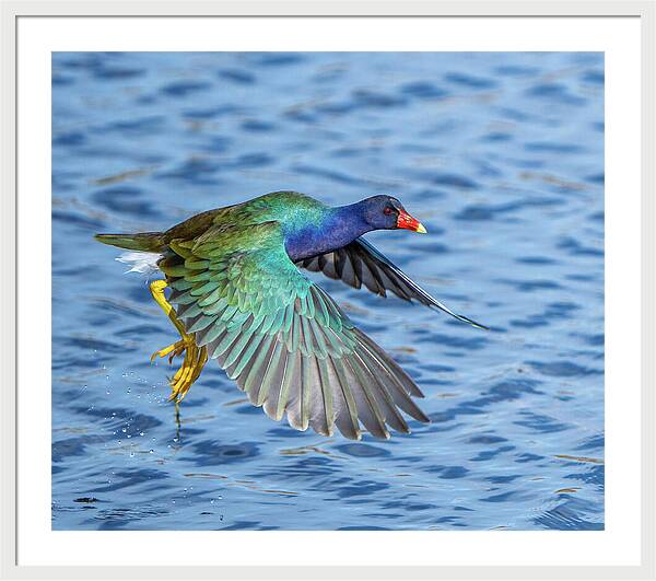Jewel Wing - Framed Print