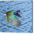 Jewel Wing - Acrylic Print