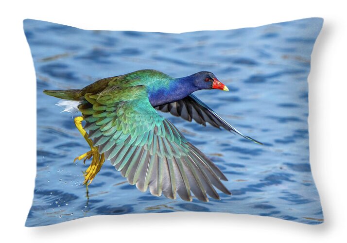Jewel Wing - Throw Pillow