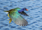 Jewel Wing - Puzzle