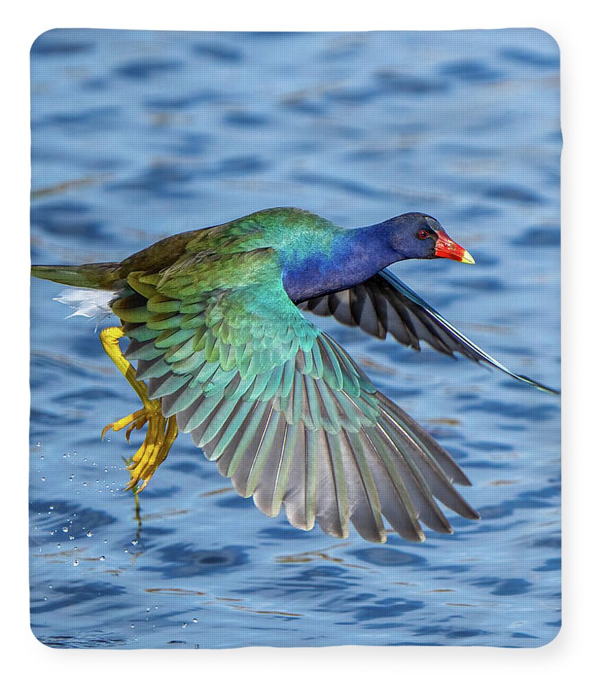 Jewel Wing - Blanket