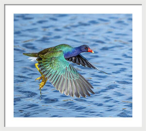 Jewel Wing - Framed Print