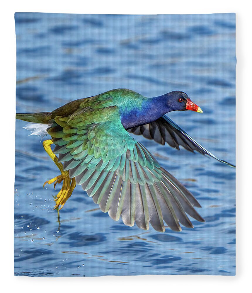 Jewel Wing - Blanket