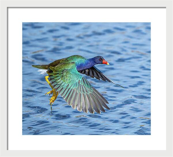 Jewel Wing - Framed Print