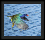 Jewel Wing - Framed Print