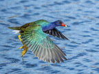 Jewel Wing - Puzzle