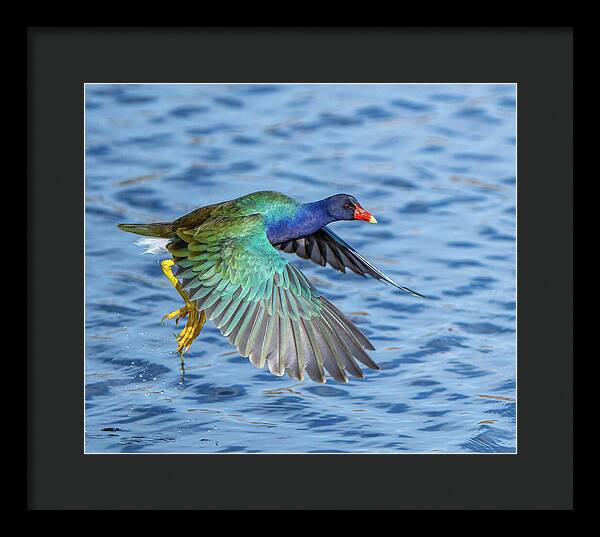 Jewel Wing - Framed Print