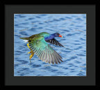 Jewel Wing - Framed Print