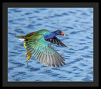 Jewel Wing - Framed Print