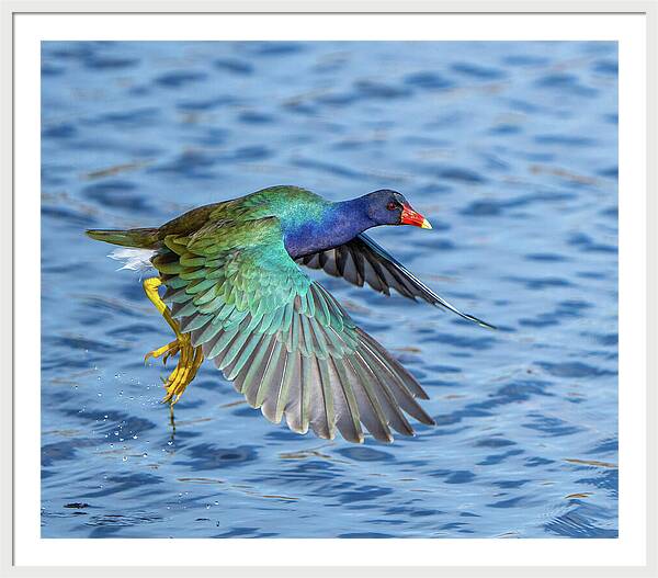 Jewel Wing - Framed Print