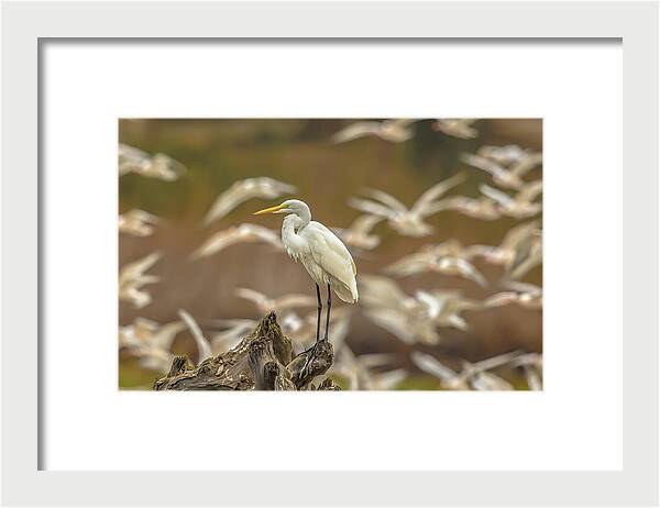 Library - Framed Print