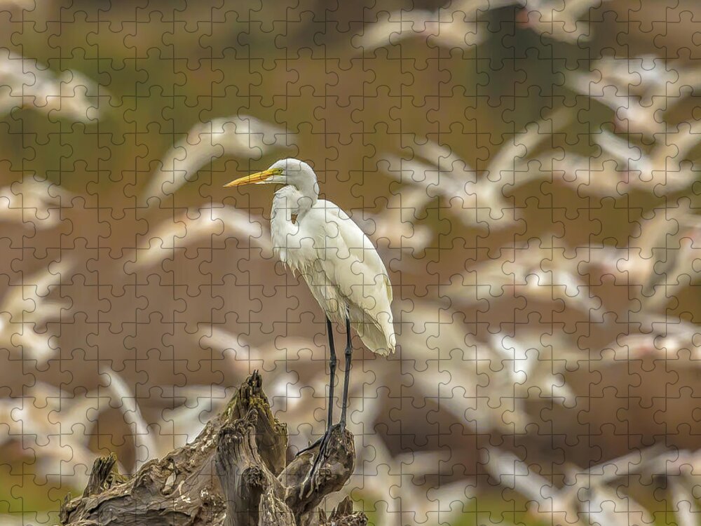 Library - Puzzle