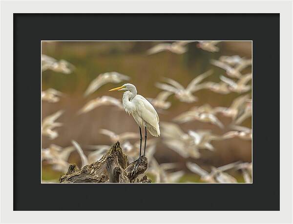 Library - Framed Print
