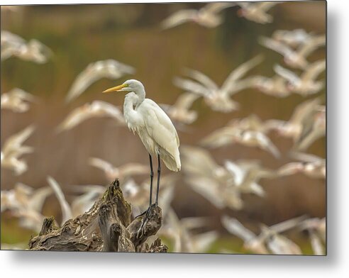 Library - Metal Print