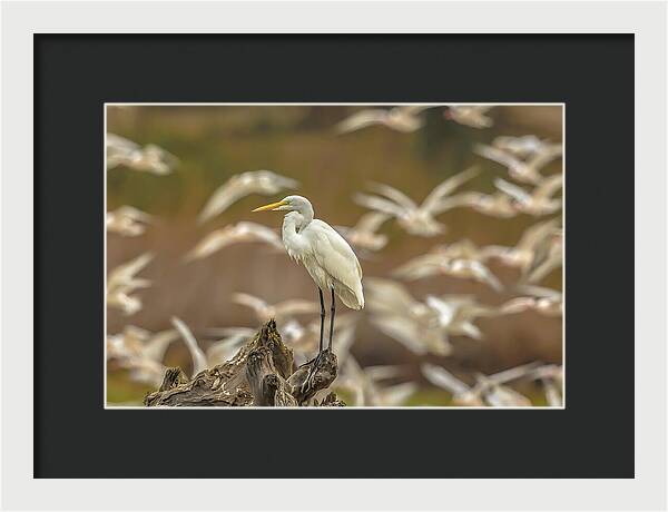 Library - Framed Print