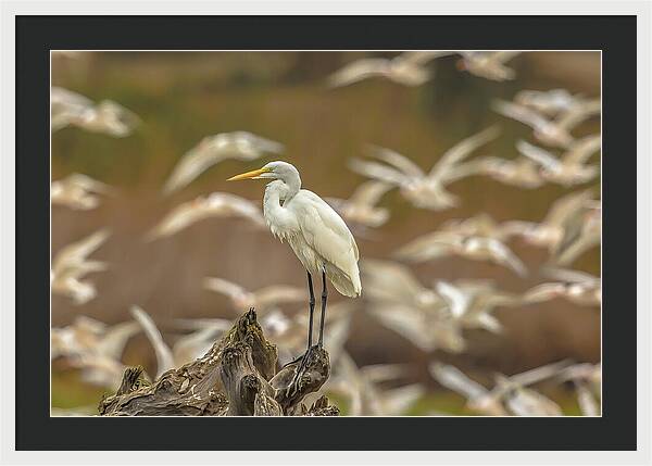 Library - Framed Print