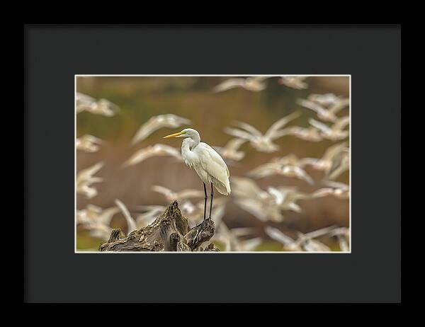 Library - Framed Print