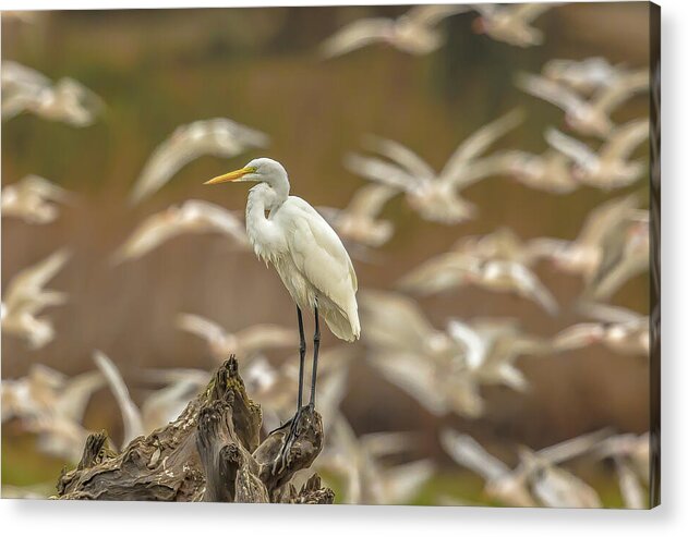 Library - Acrylic Print