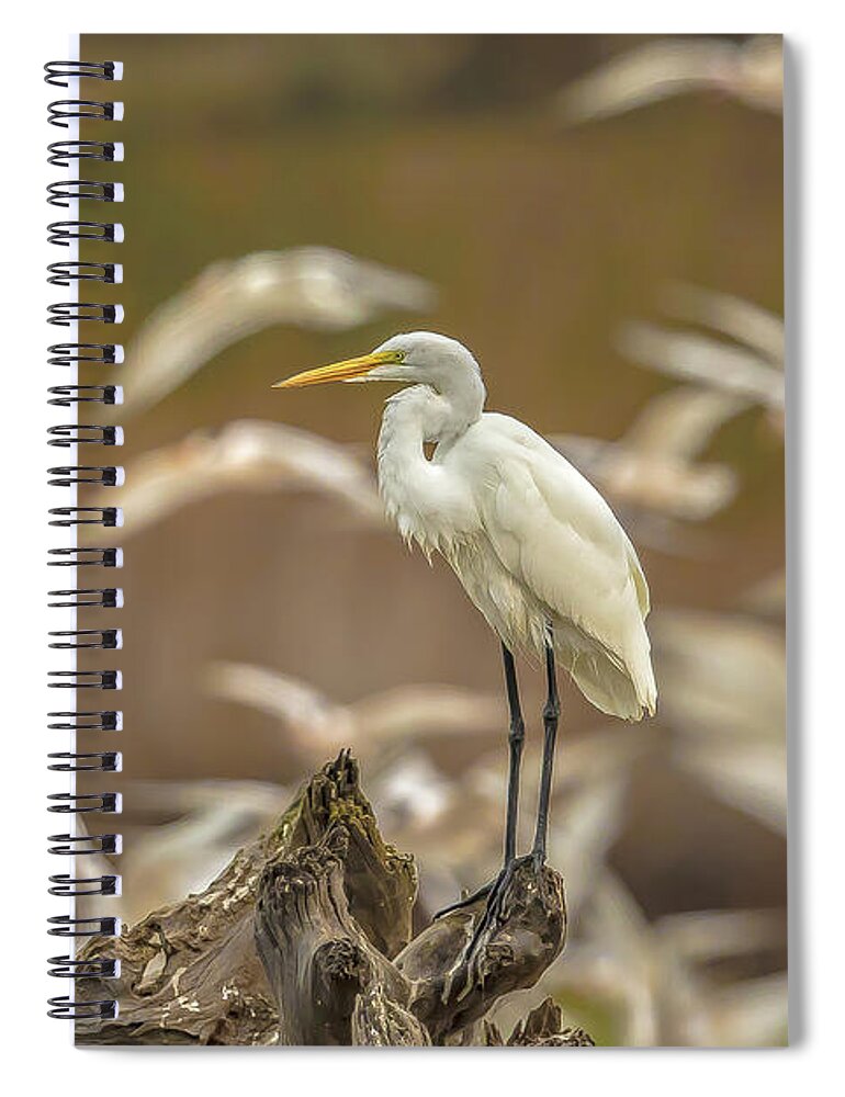 Library - Spiral Notebook