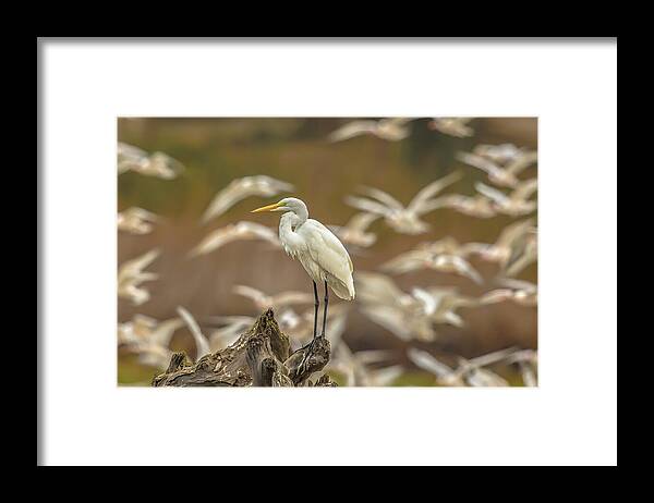 Library - Framed Print
