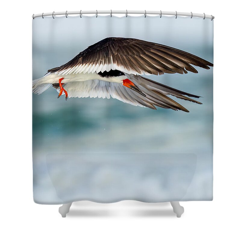 Lido - Shower Curtain