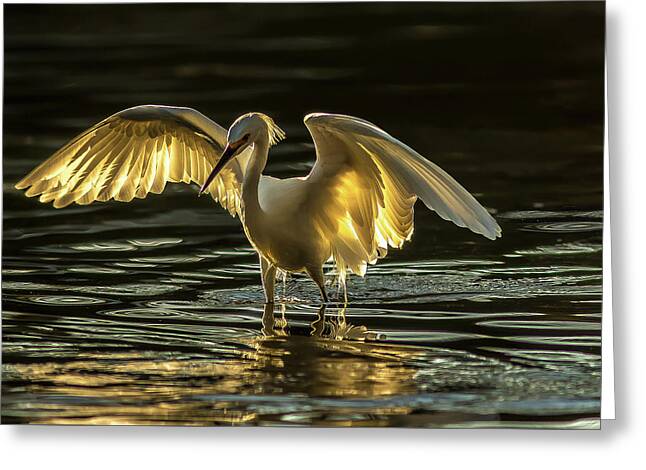 Light Dancer - Greeting Card