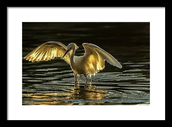 Light Dancer - Framed Print