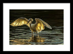 Light Dancer - Framed Print