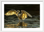 Light Dancer - Framed Print