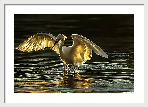 Light Dancer - Framed Print