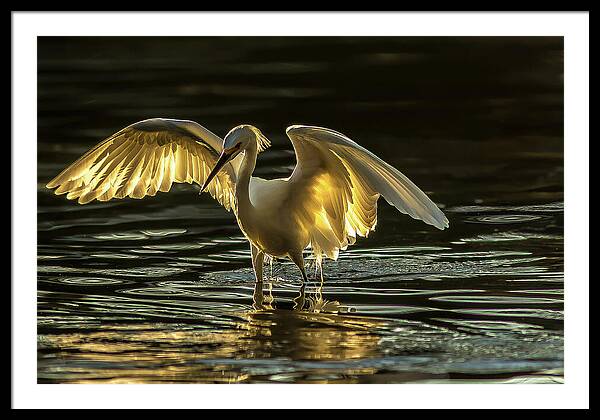 Light Dancer - Framed Print