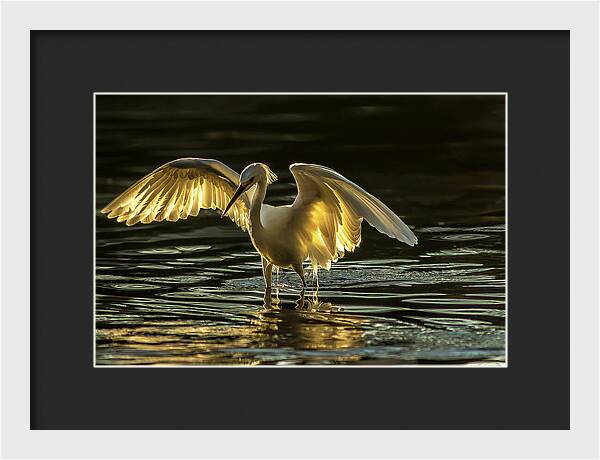 Light Dancer - Framed Print