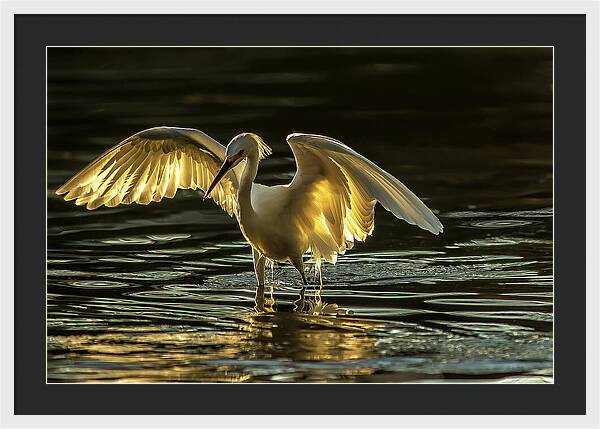 Light Dancer - Framed Print