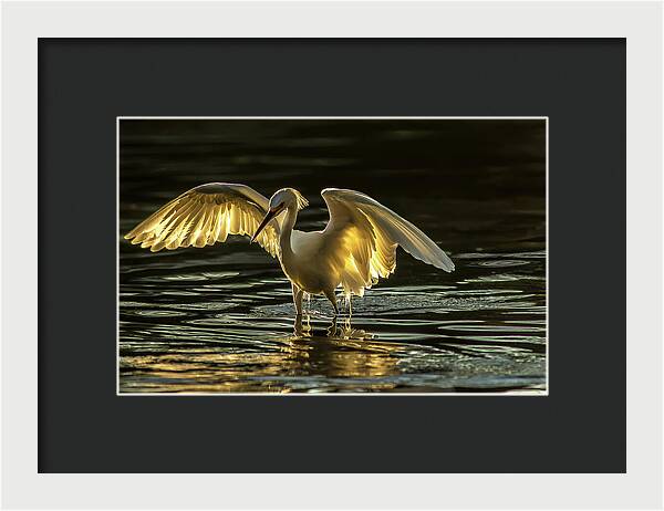 Light Dancer - Framed Print
