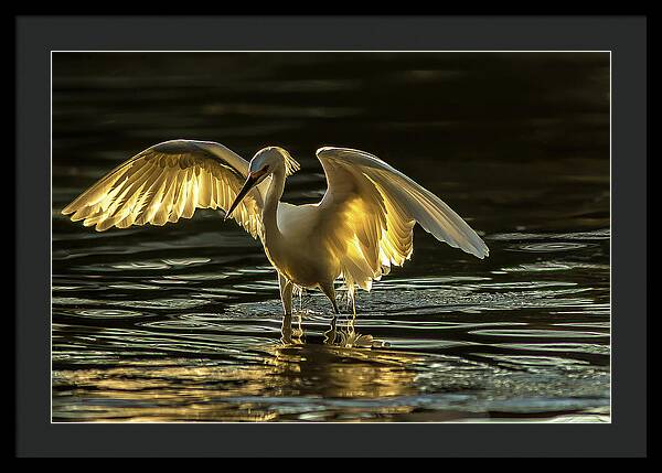 Light Dancer - Framed Print