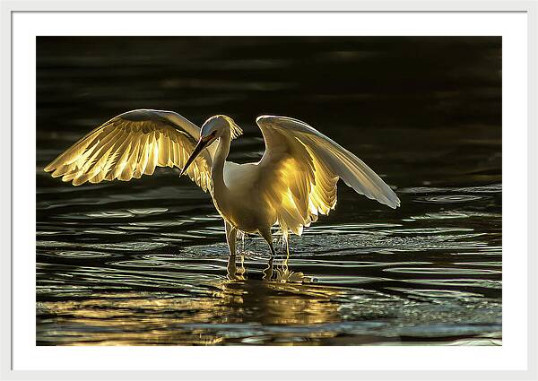 Light Dancer - Framed Print